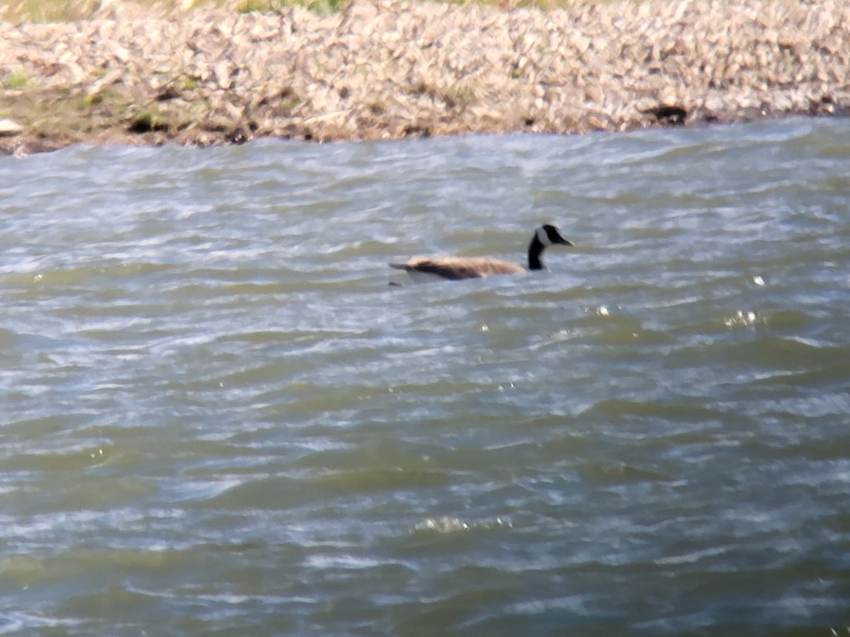 Canada Goose - Vlastimil Serdahely