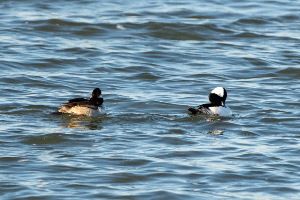 Bufflehead - ML616592338