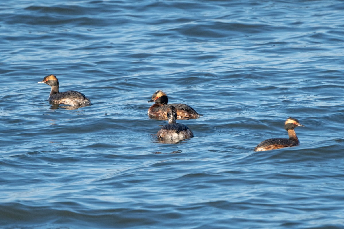 Horned Grebe - ML616592354