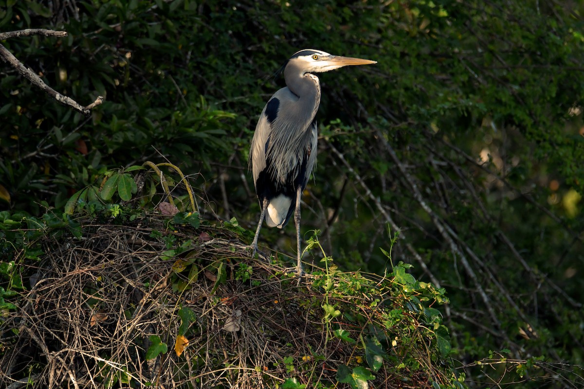 Great Blue Heron - ML616592358