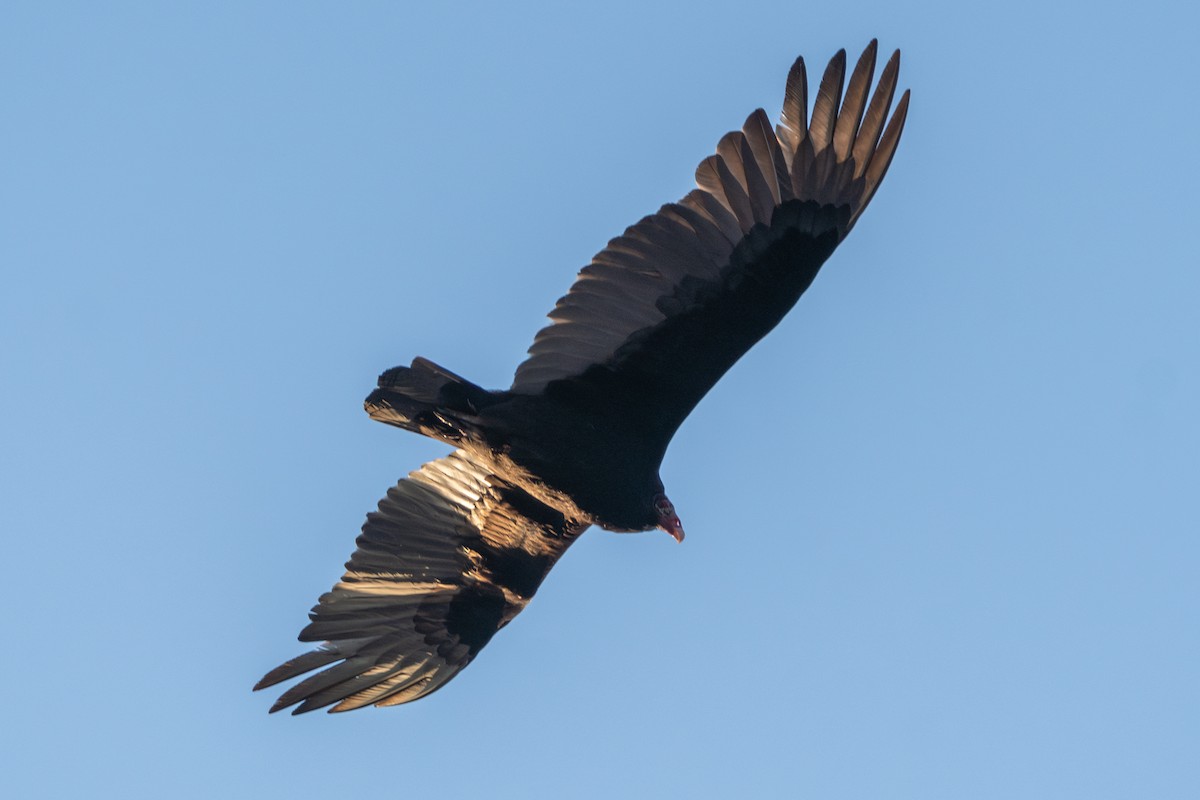 Turkey Vulture - ML616592359