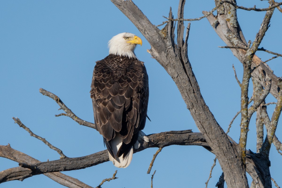 Bald Eagle - ML616592362