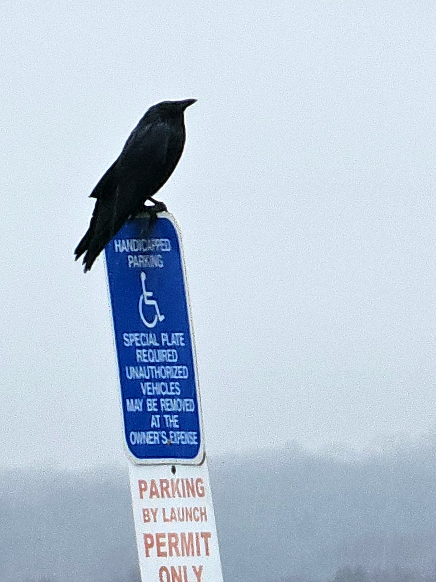 Fish Crow - Joao Faustino