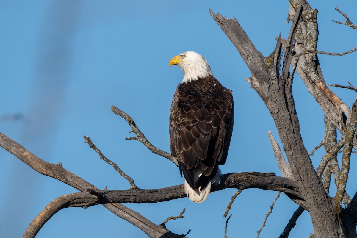 Bald Eagle - ML616592369