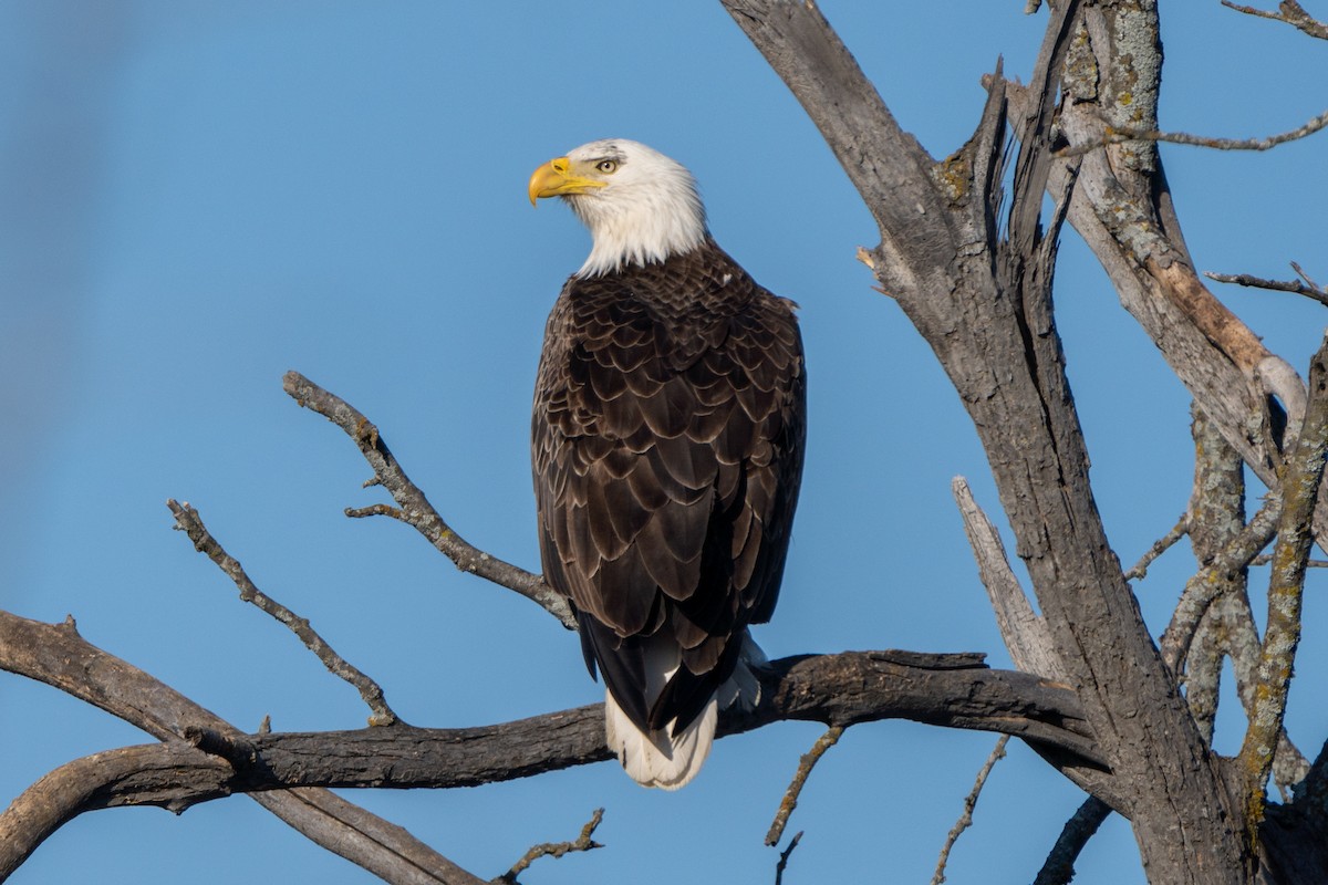 Weißkopf-Seeadler - ML616592370