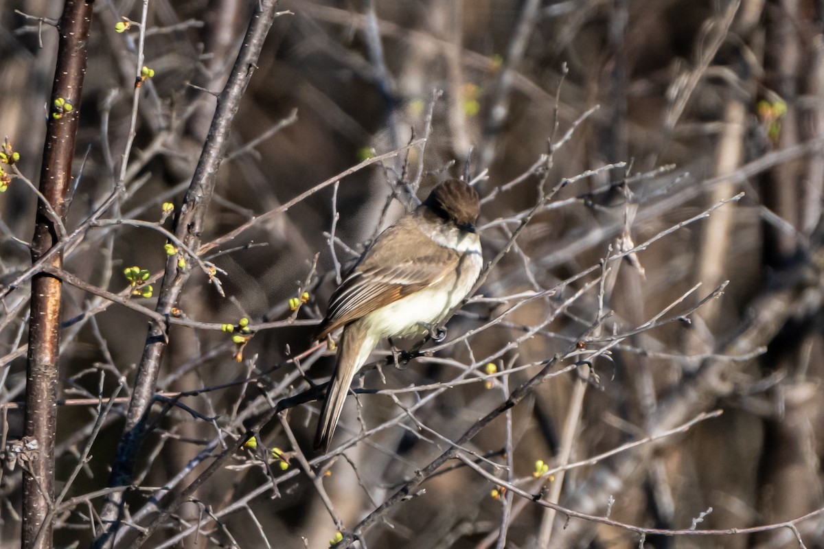 Eastern Phoebe - ML616592372