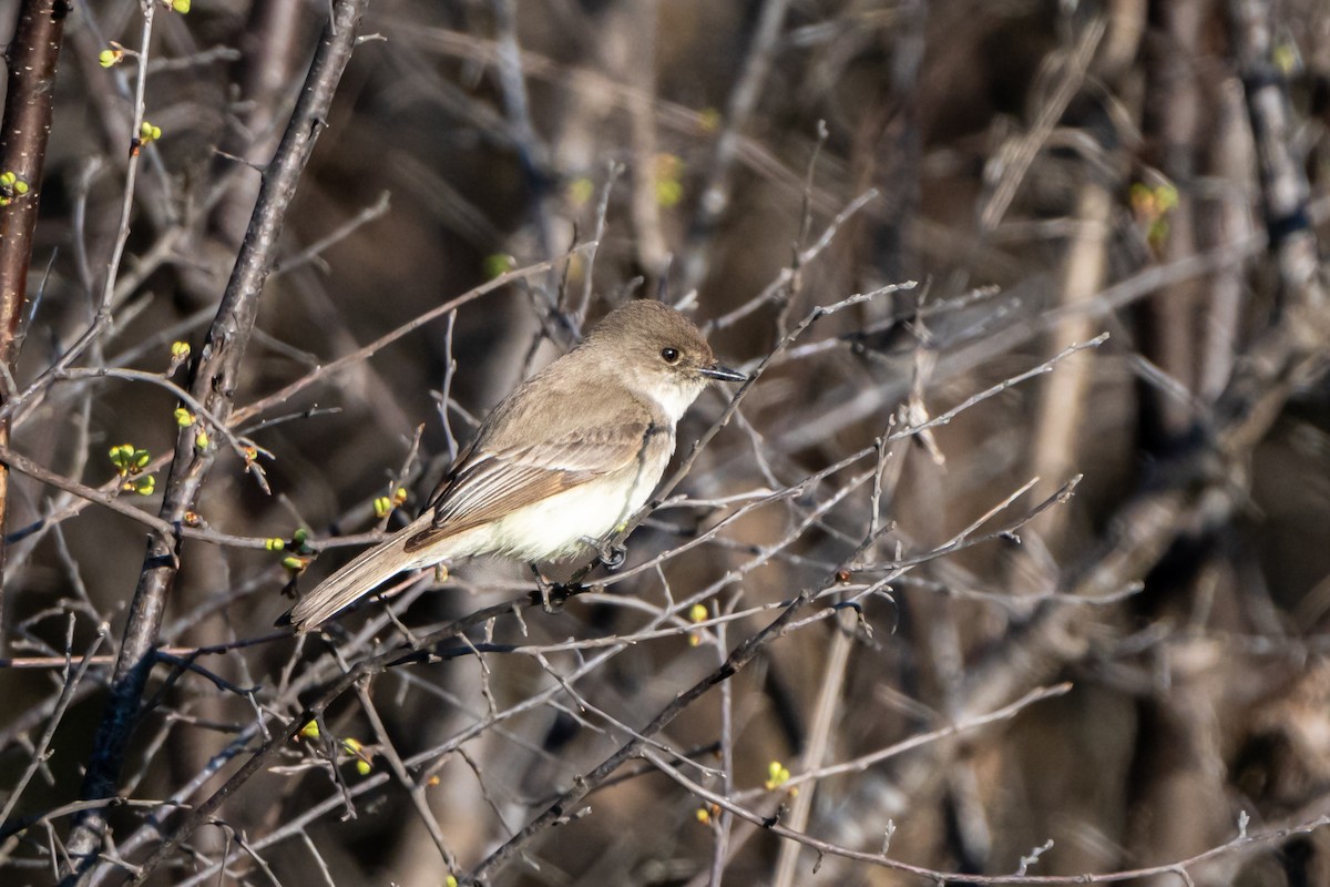 Eastern Phoebe - ML616592374