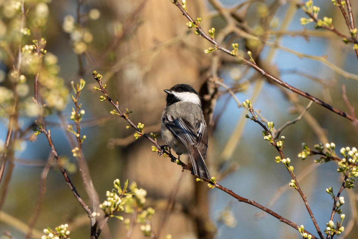 Black-capped Chickadee - ML616592379