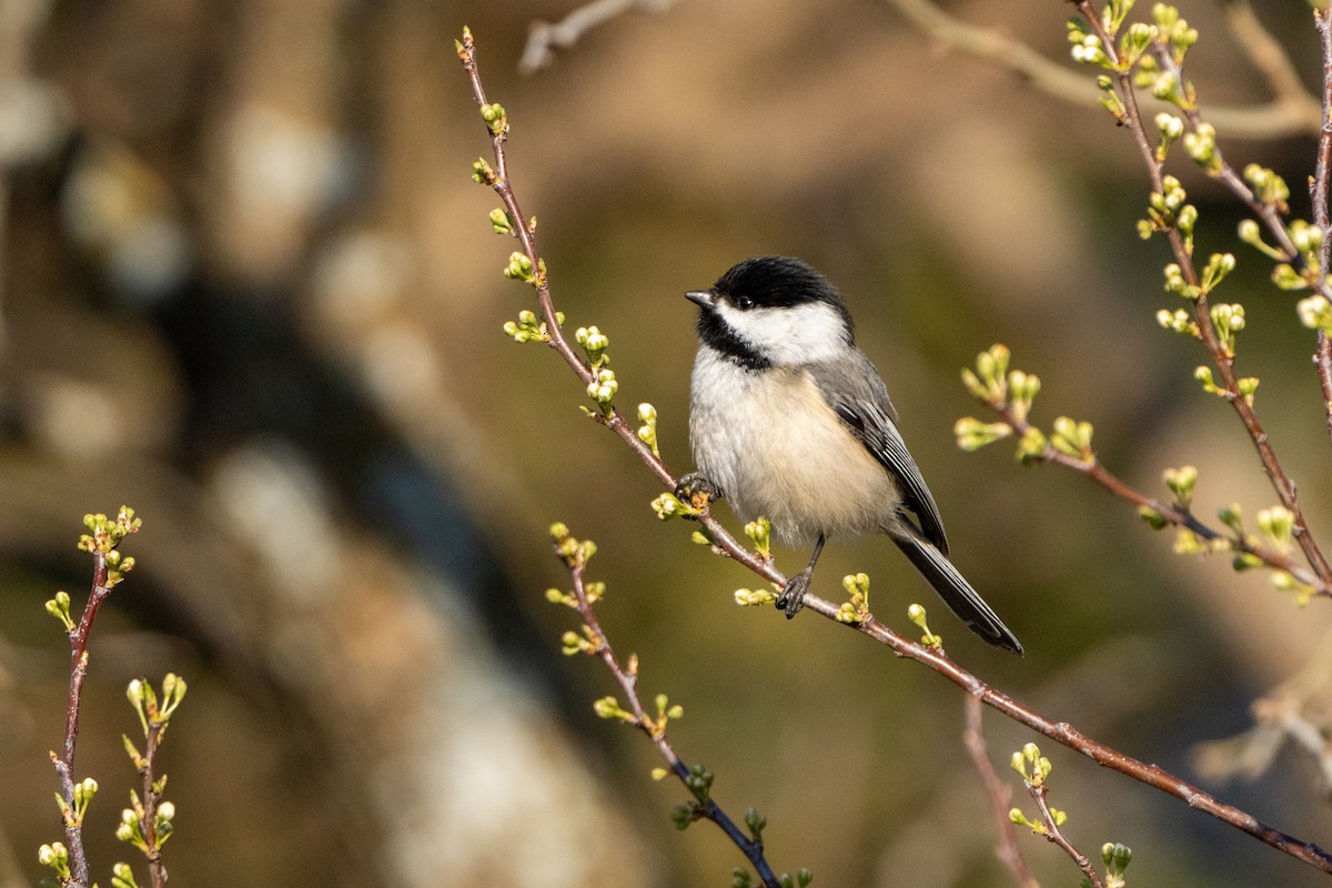 Black-capped Chickadee - ML616592384