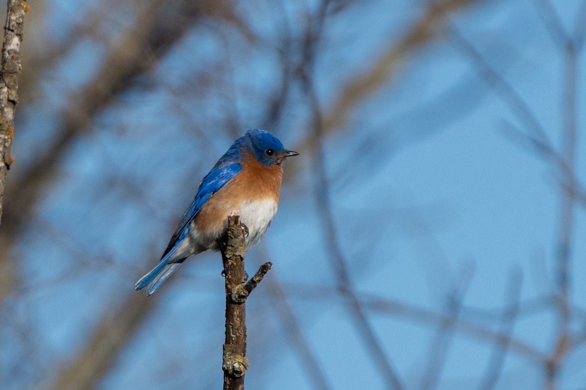 Eastern Bluebird - ML616592385