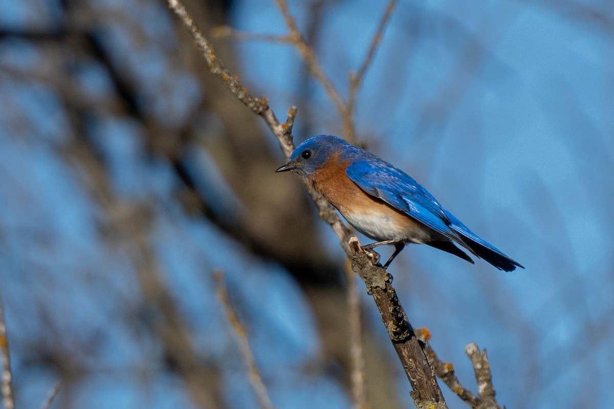 Eastern Bluebird - ML616592386