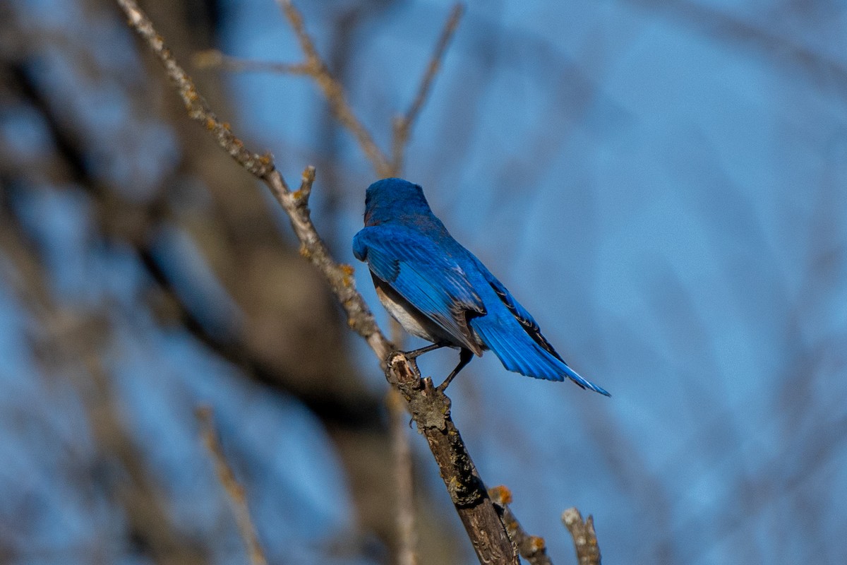 Eastern Bluebird - ML616592387