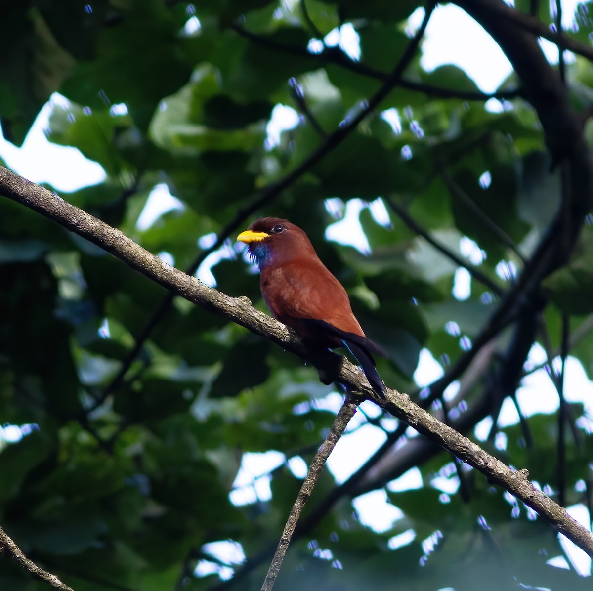 Blue-throated Roller - ML616592397