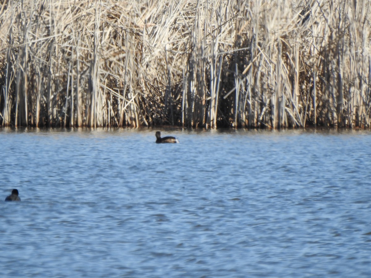 Pied-billed Grebe - ML616592526