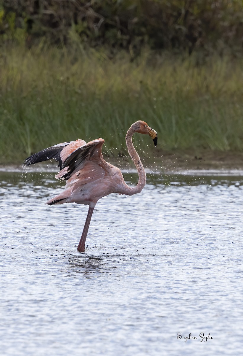 American Flamingo - ML616592527