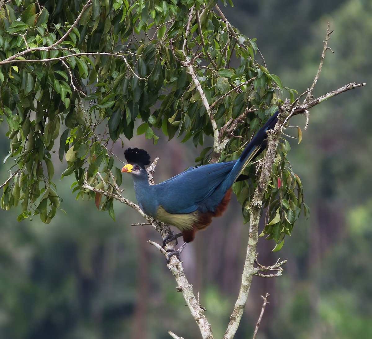 Great Blue Turaco - ML616592535