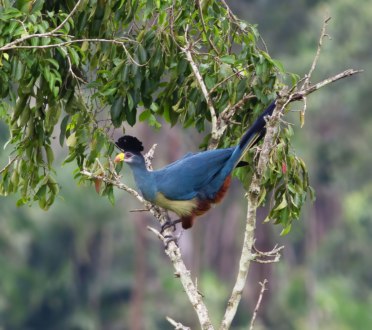 Great Blue Turaco - ML616592537