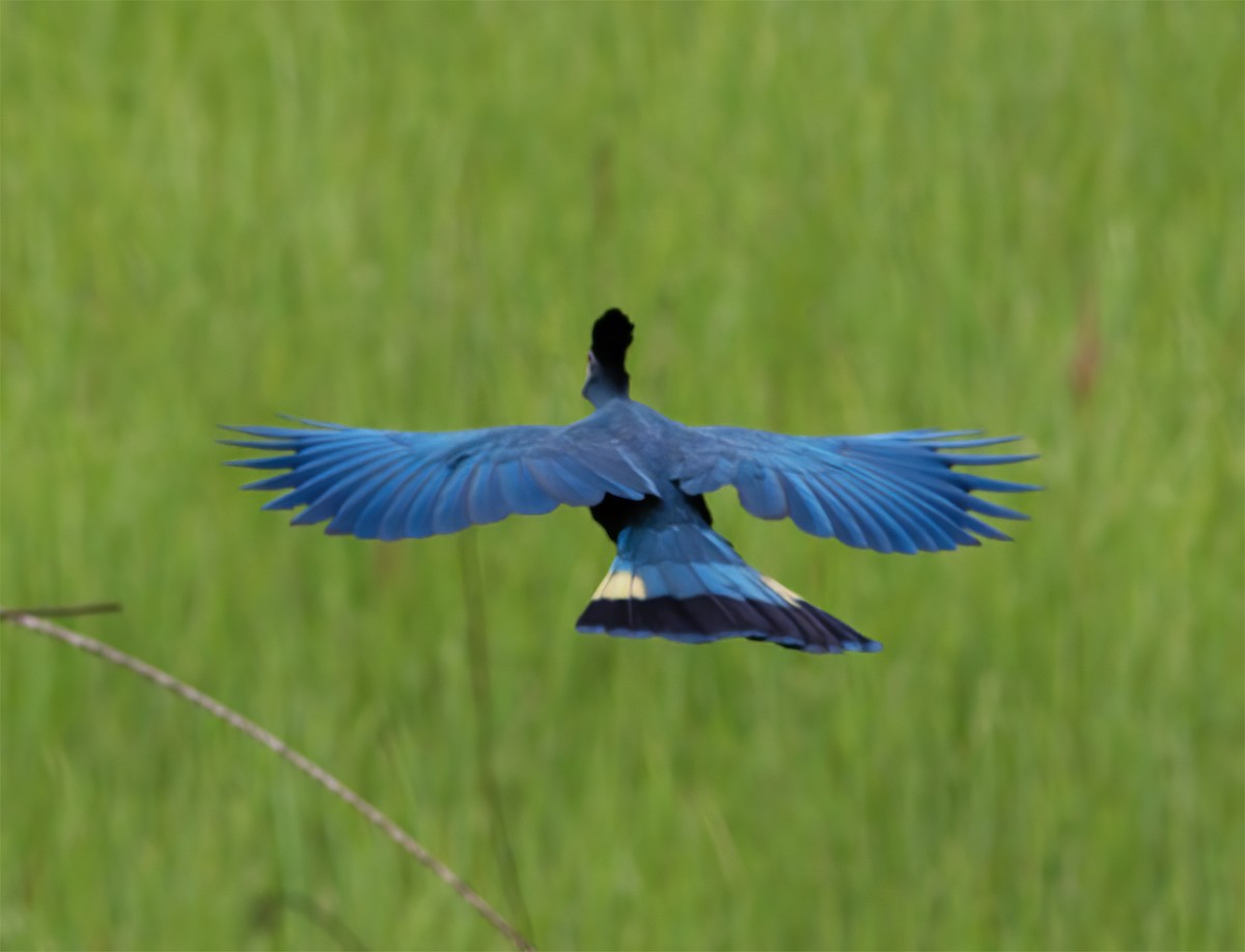 Great Blue Turaco - ML616592539