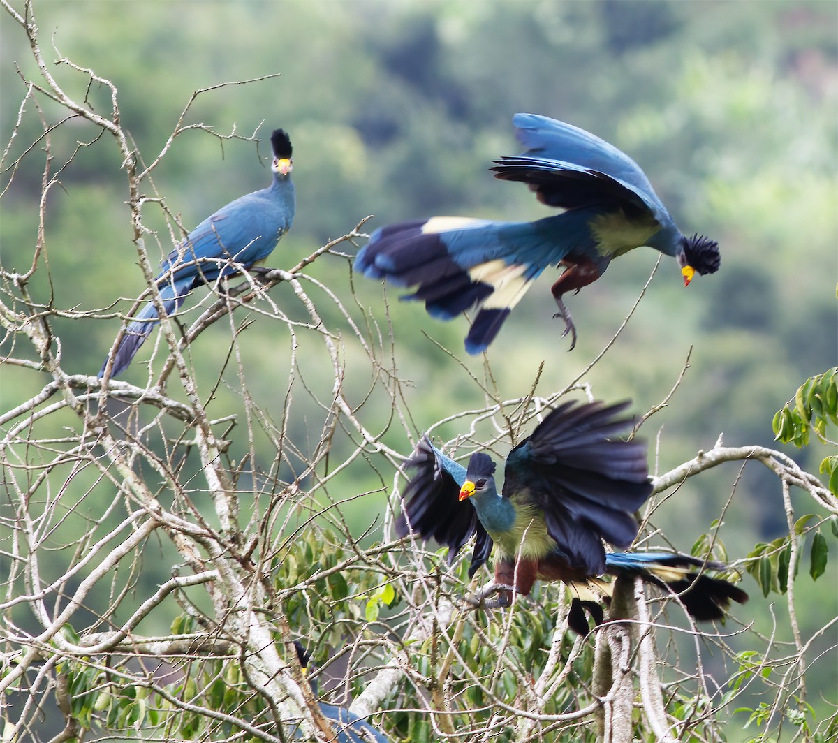 Great Blue Turaco - ML616592542