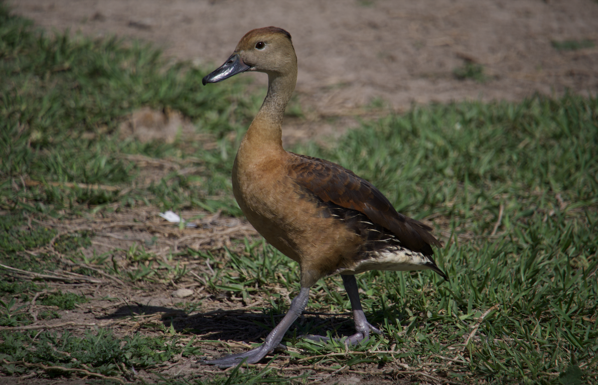 Black-bellied x Fulvous Whistling-Duck (hybrid) - Evan Farese
