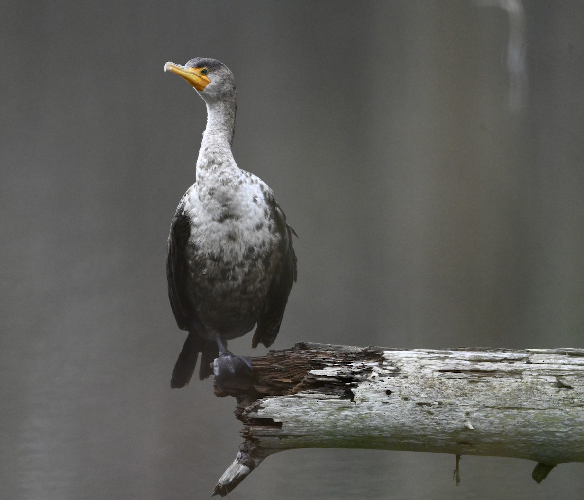 Double-crested Cormorant - ML616592573