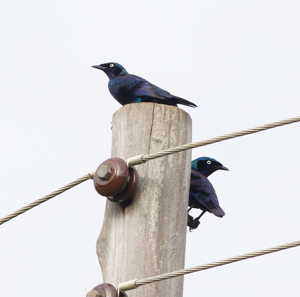 Splendid Starling - ML616592587