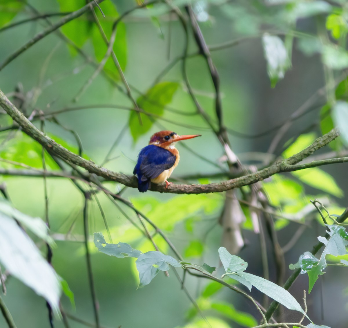 African Dwarf Kingfisher - ML616592601