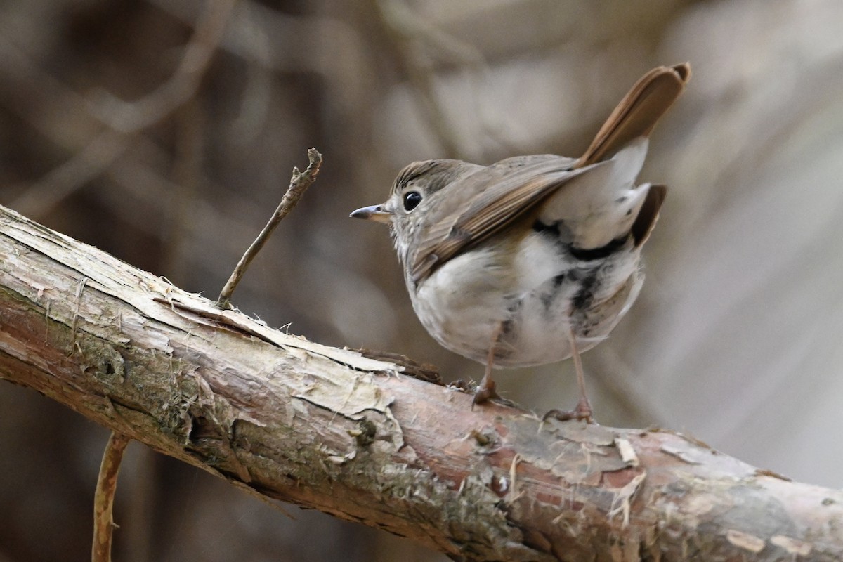 Hermit Thrush - ML616592615