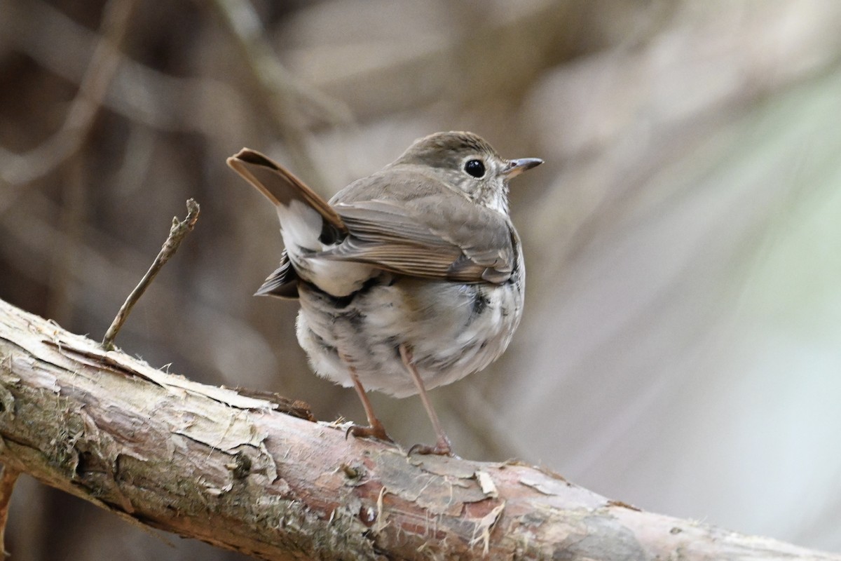 Hermit Thrush - ML616592616