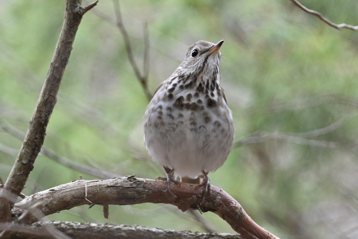 Hermit Thrush - ML616592620