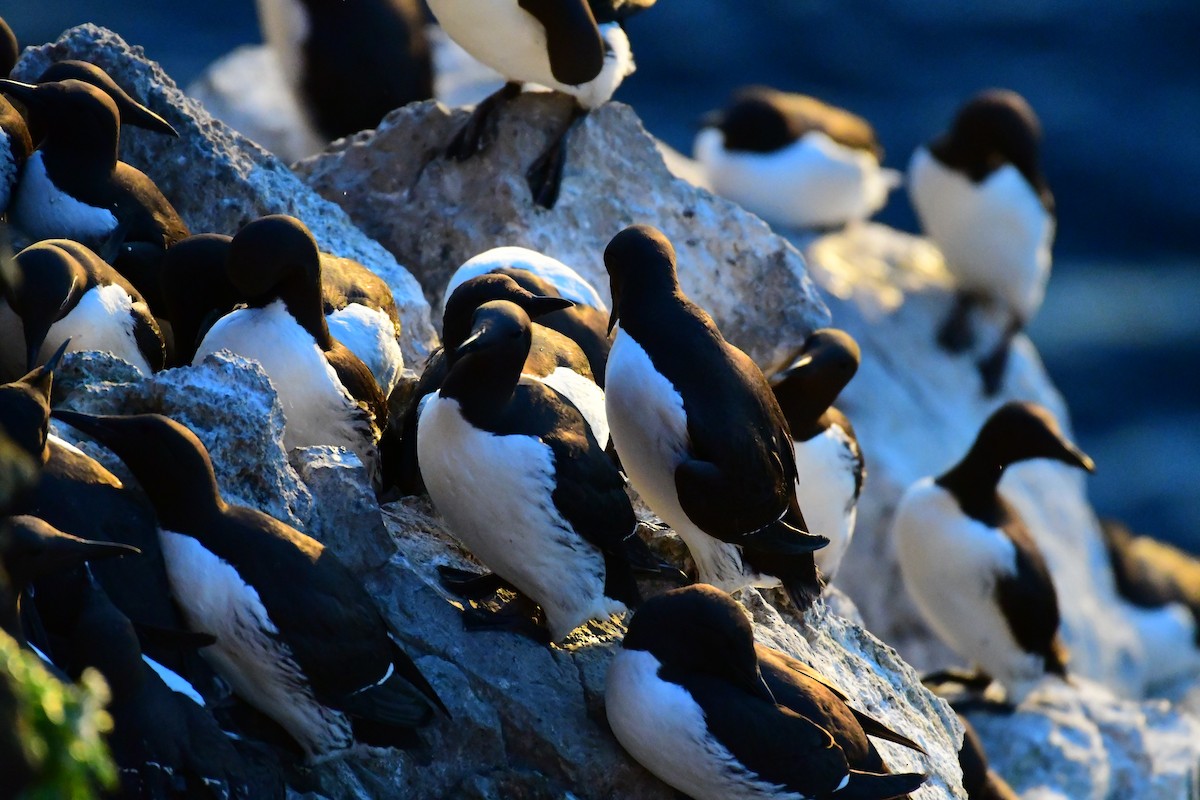 Common Murre - Alison Daly