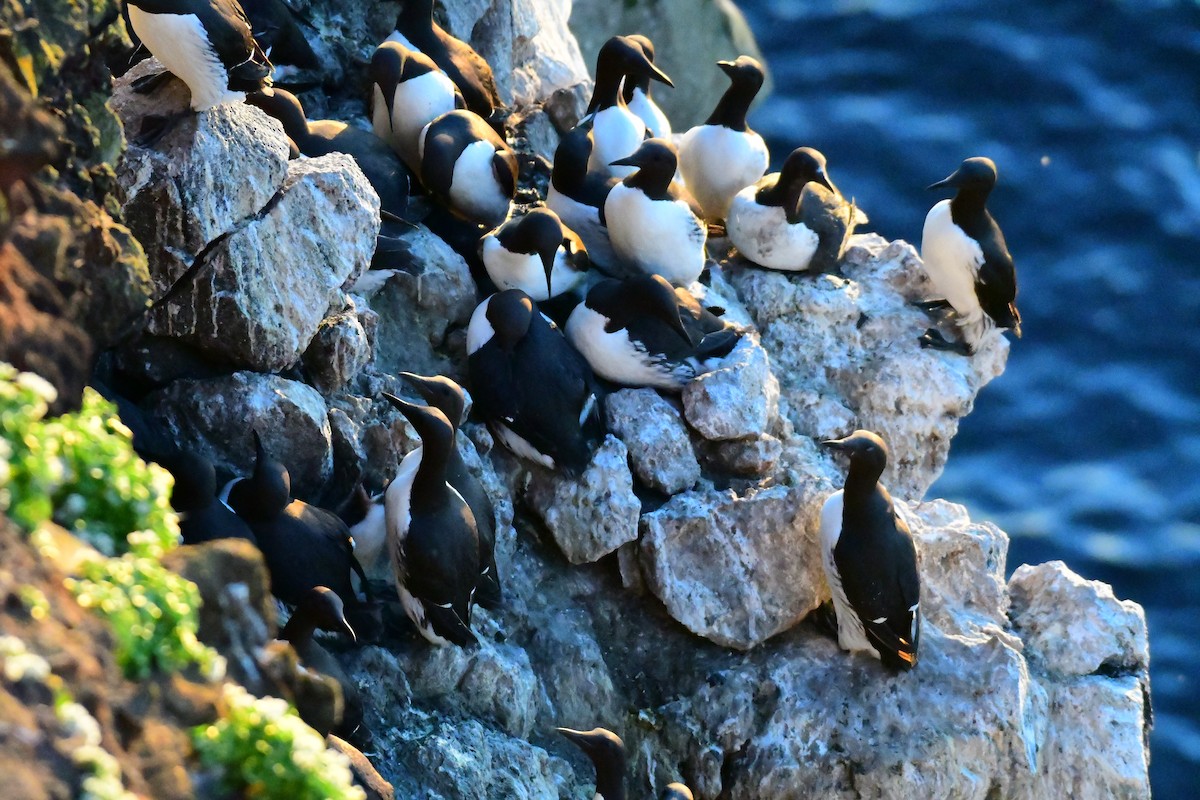 Common Murre - Alison Daly