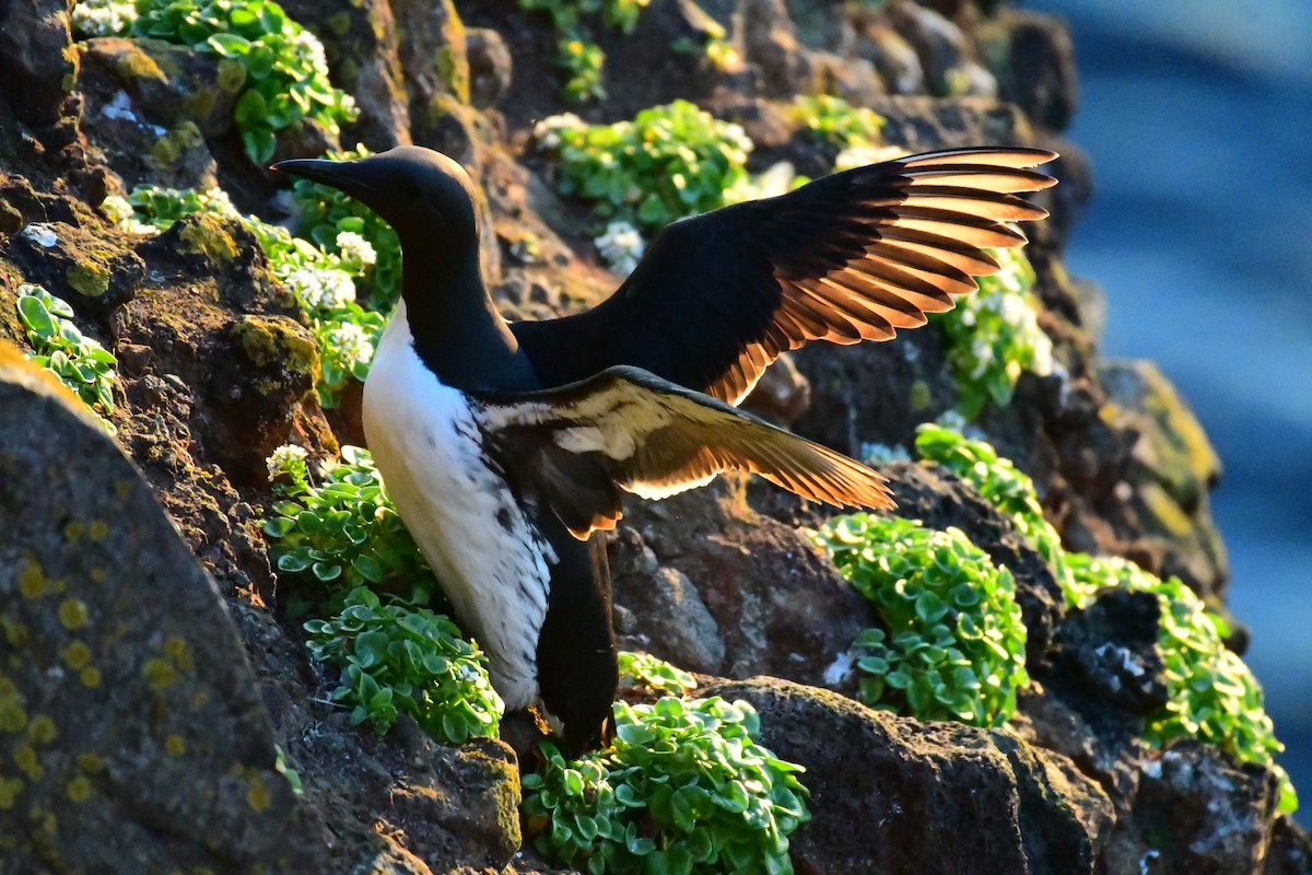 Common Murre - Alison Daly