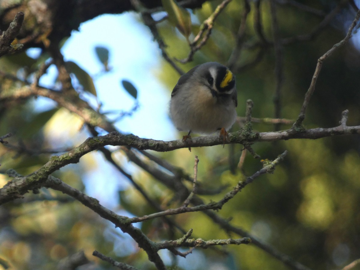 Golden-crowned Kinglet - ML616592718