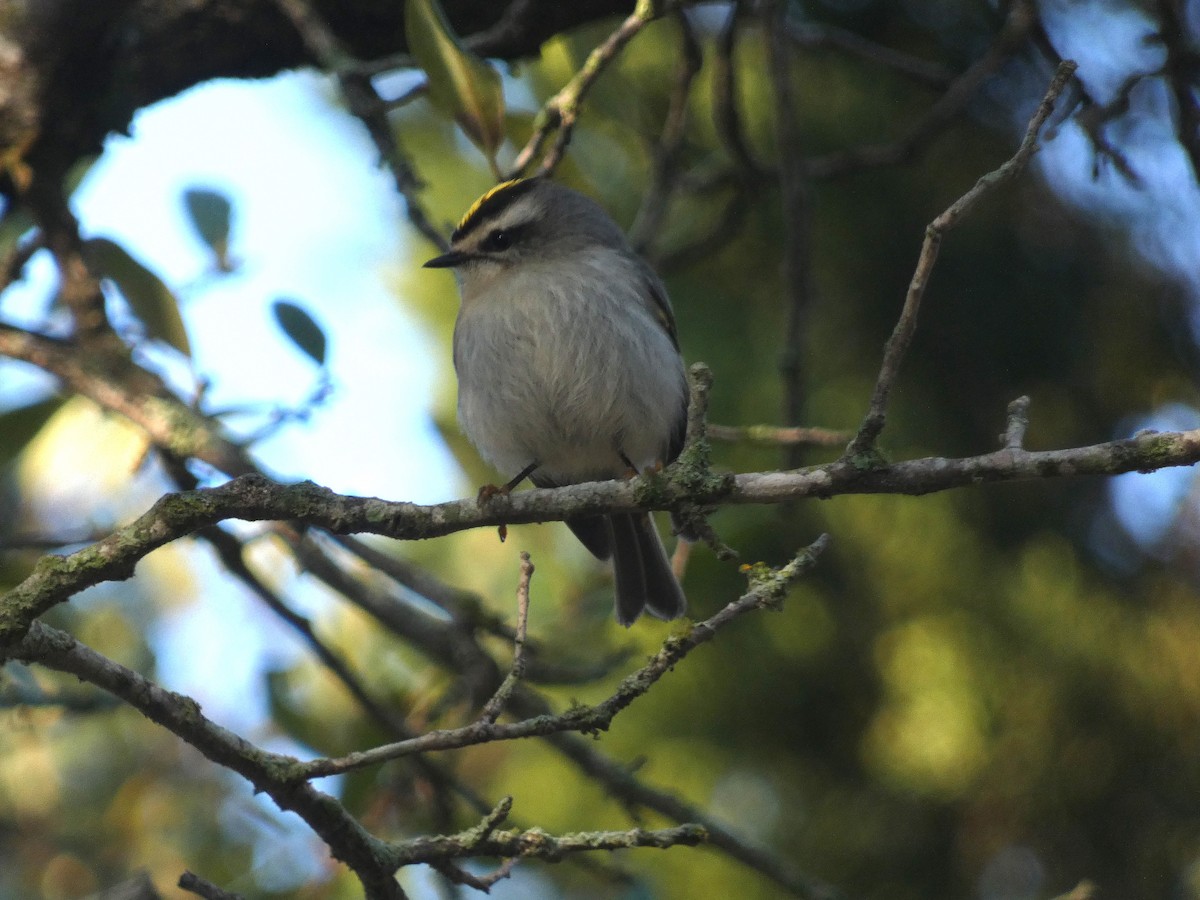 Golden-crowned Kinglet - ML616592719