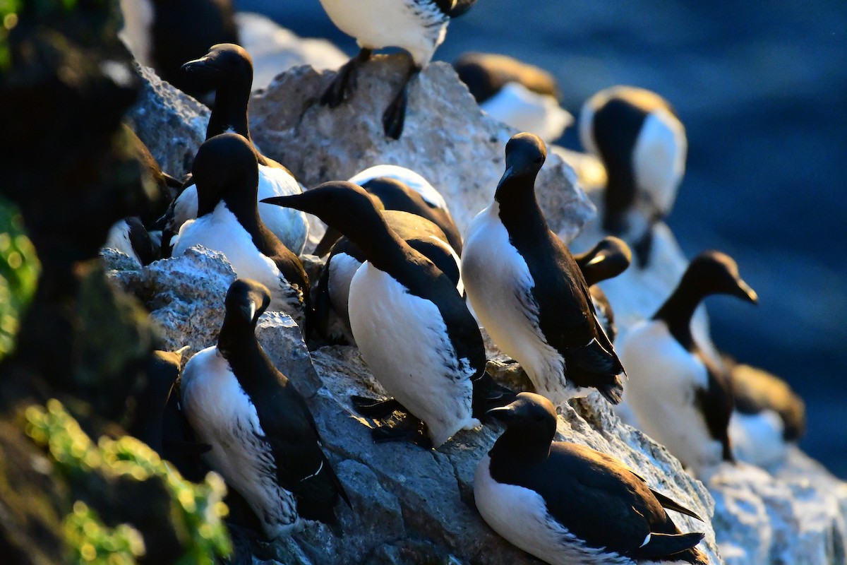 Common Murre - Alison Daly