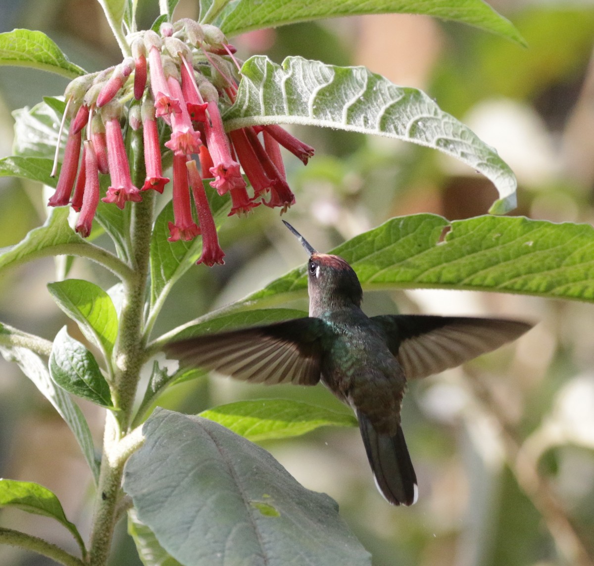 kolibřík čepičatý - ML616592723