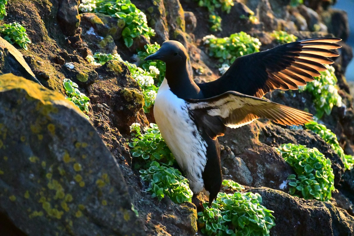 Common Murre - Alison Daly