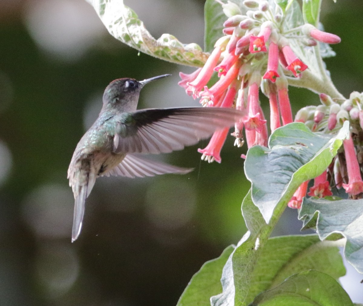 kolibřík čepičatý - ML616592757