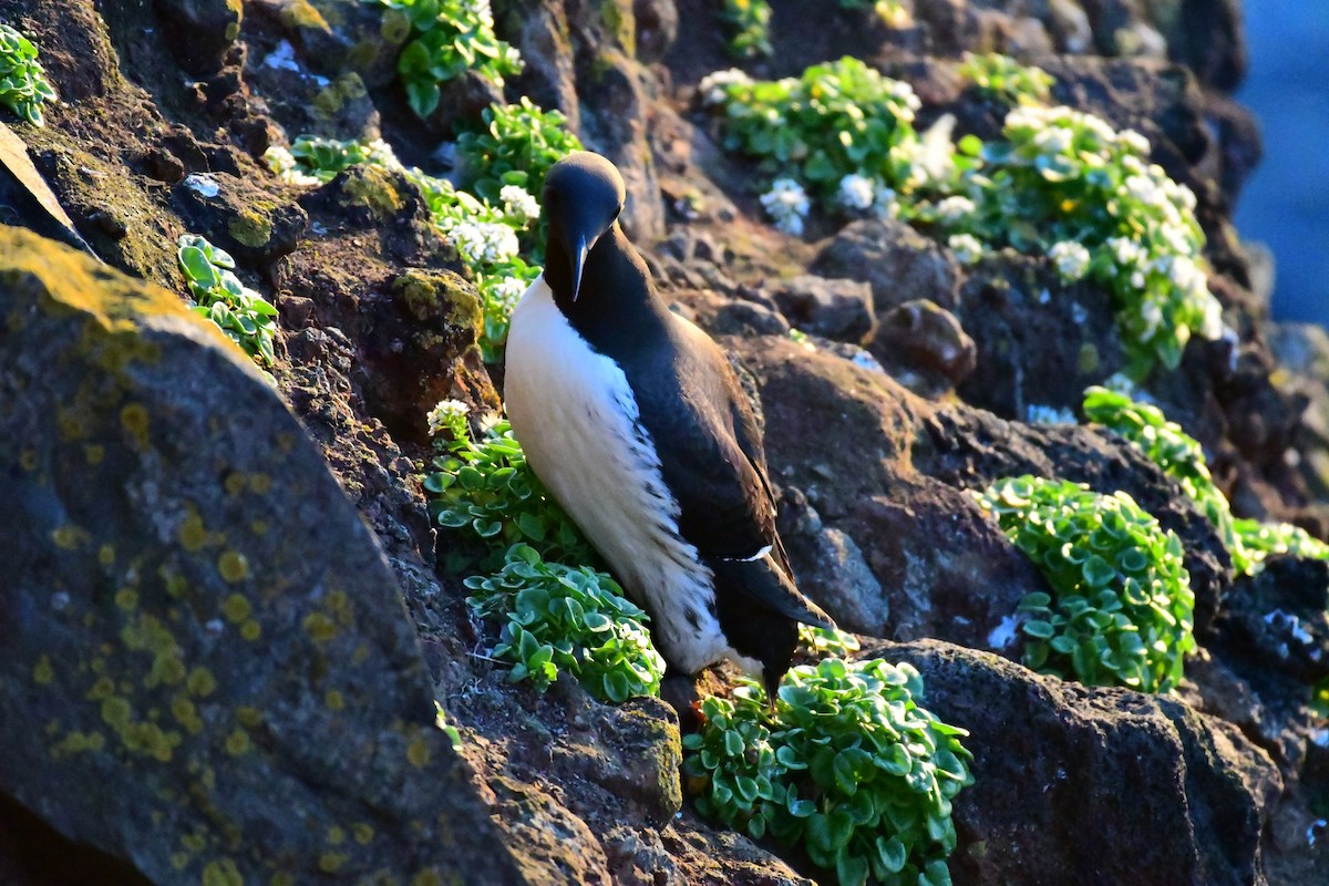 Common Murre - Alison Daly