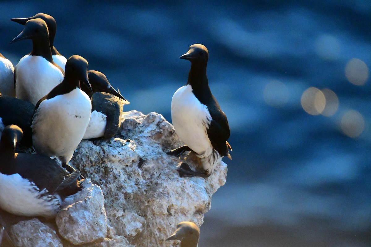 Common Murre - Alison Daly