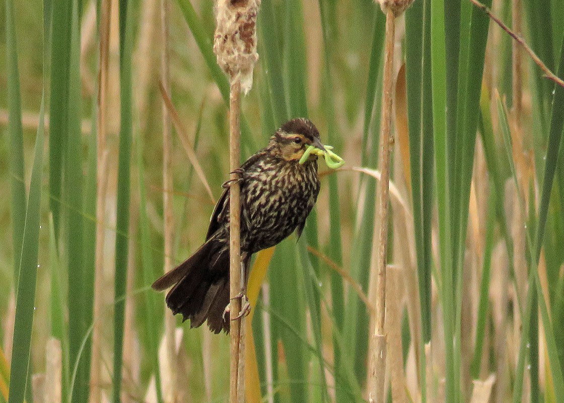 Red-winged Blackbird - Thomas Schultz