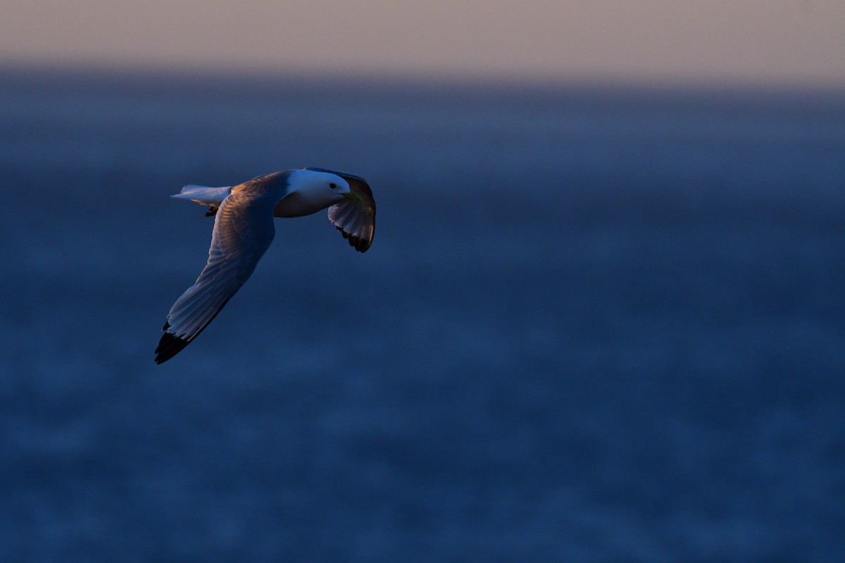 Black-legged Kittiwake - Alison Daly