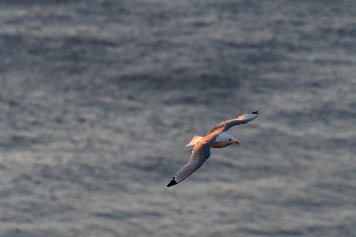 Black-legged Kittiwake - Alison Daly