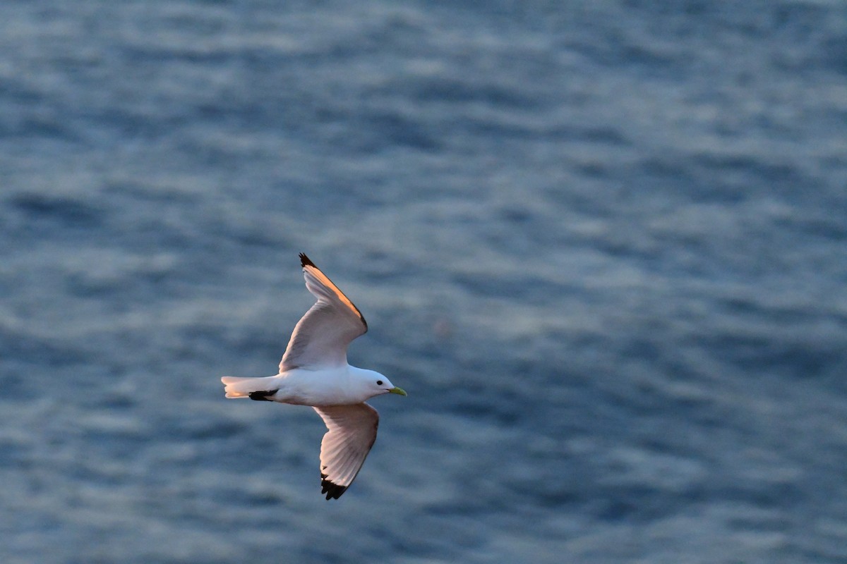 Black-legged Kittiwake - Alison Daly