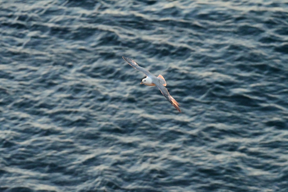 Northern Fulmar - ML616592858