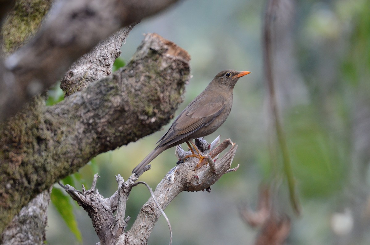 Gray-winged Blackbird - Debabrata Banerjee