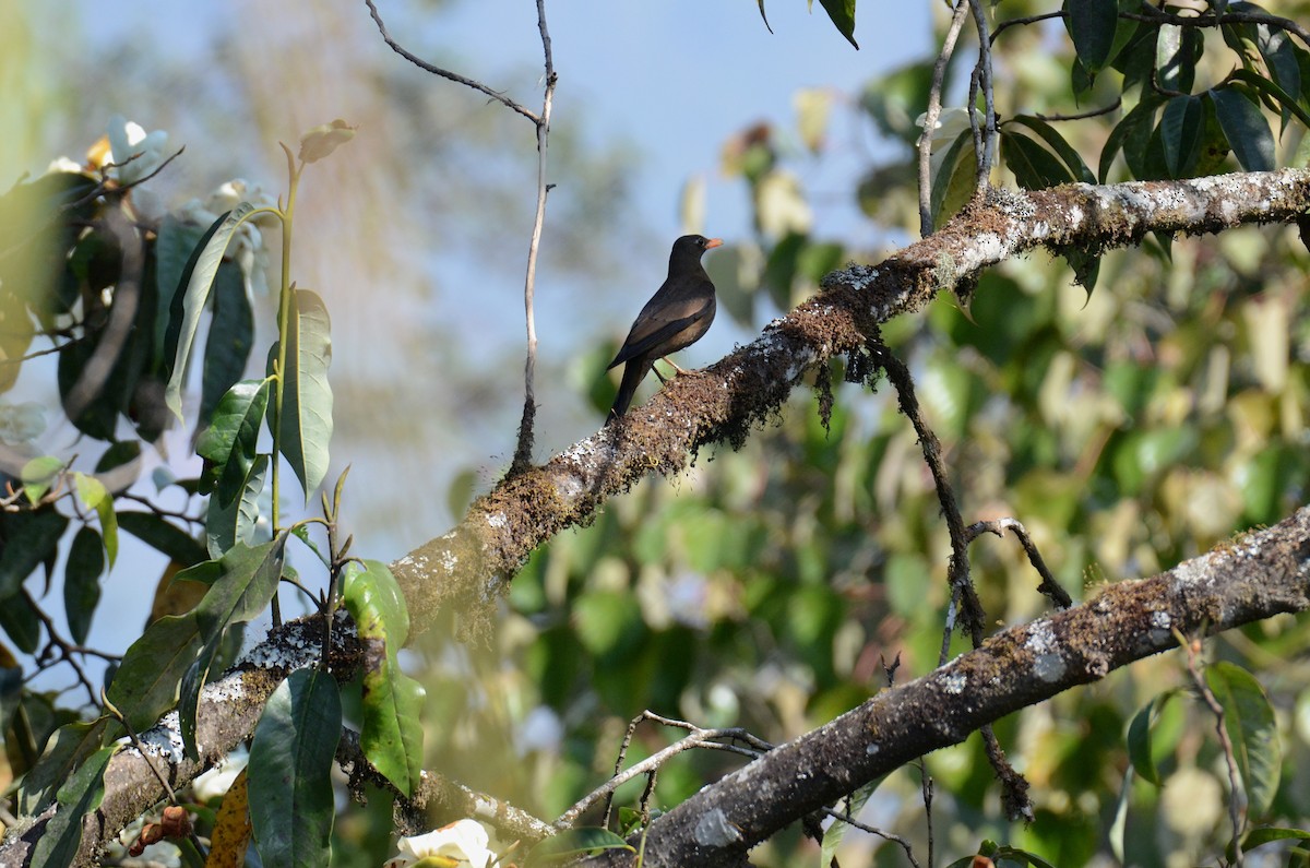 Gray-winged Blackbird - Debabrata Banerjee