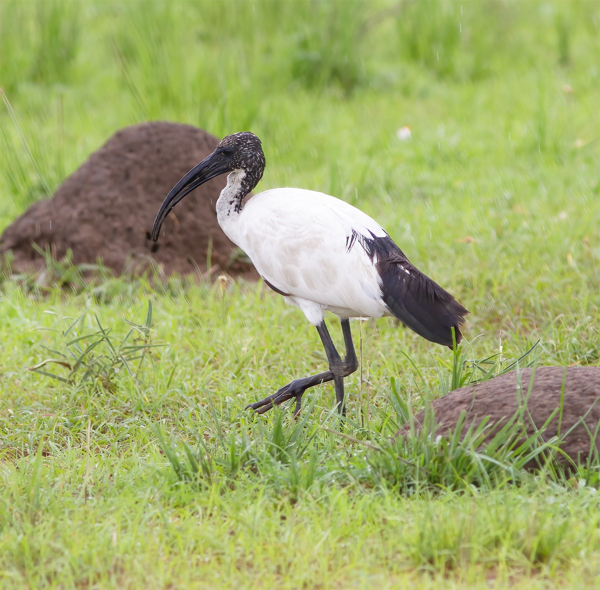 ibis posvátný - ML616592918