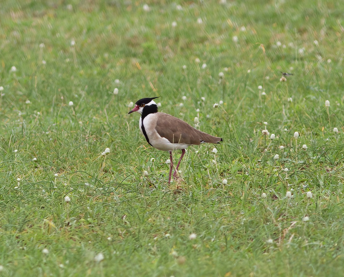 Black-headed Lapwing - ML616592960